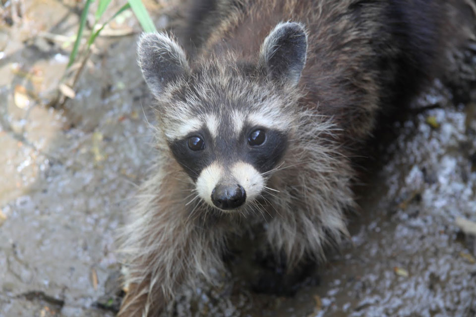 Marina Times - Raccoons on the prowl